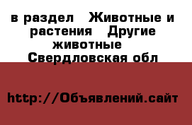  в раздел : Животные и растения » Другие животные . Свердловская обл.